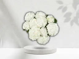 Hydrangea
